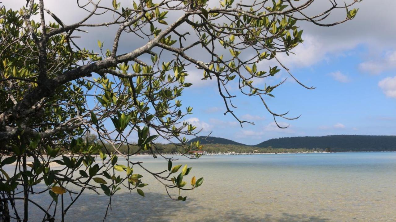 Mangrove *